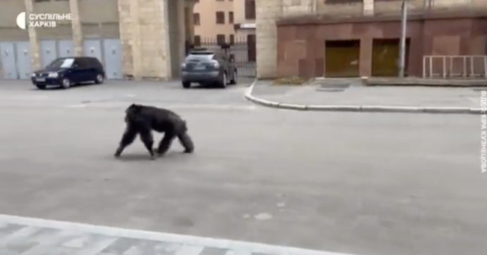 scimmia scappa zoo ritorna