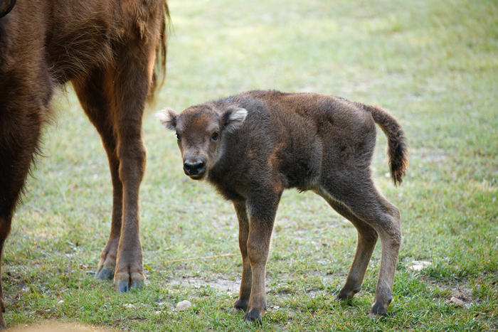 nata cucciola bisonte europeo