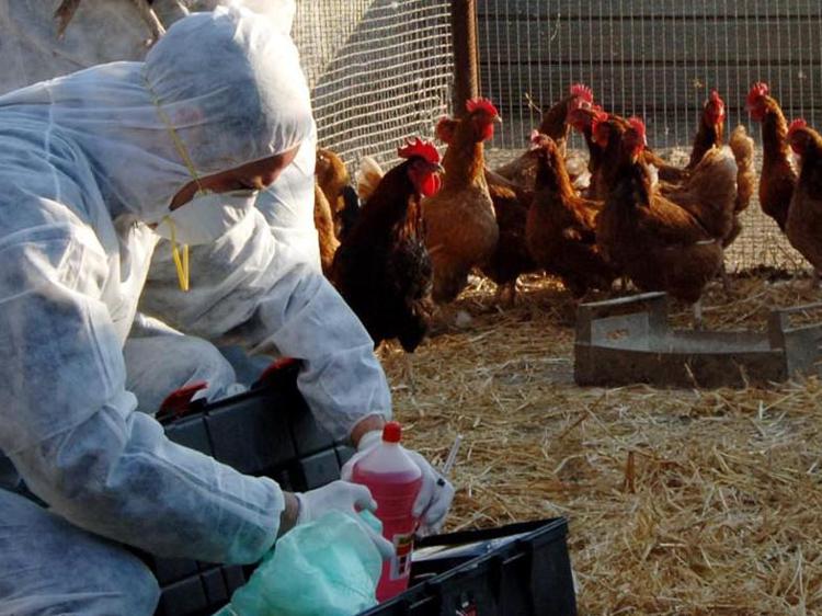 influenza aviaria europa