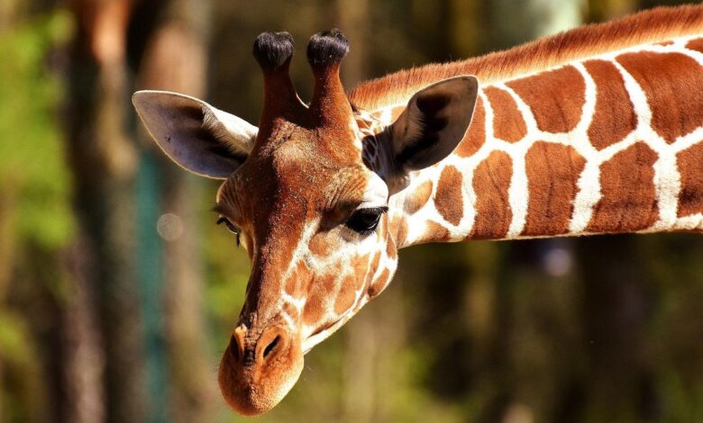 bimba muore calpestata giraffa