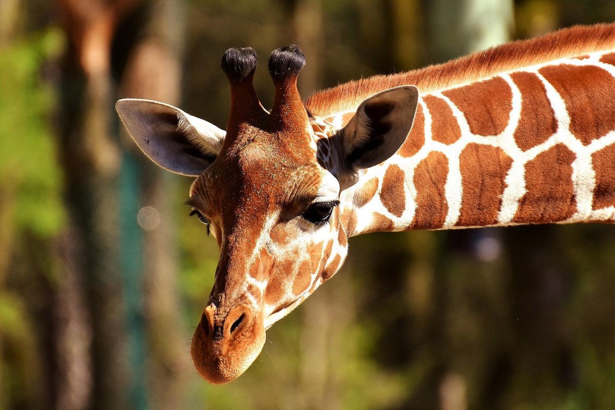 bimba muore calpestata giraffa