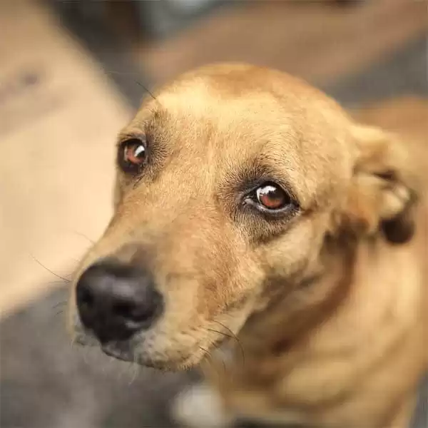 casalbuono cane impiccato albero