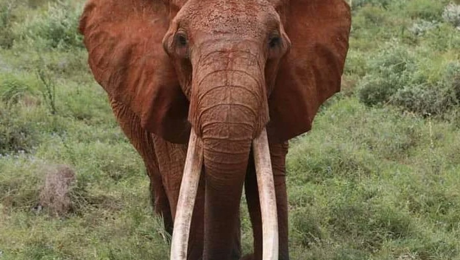morta dida elefantessa anziana kenya