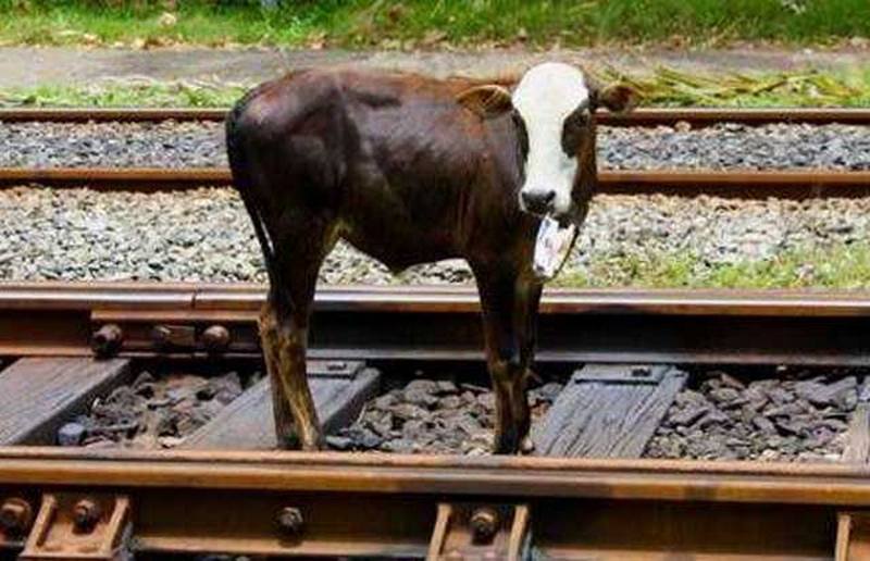 treno deraglia mucca binari