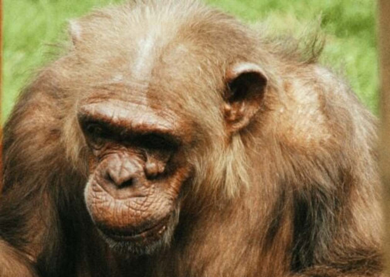 coco-scimmia-anziana-europa-zoo