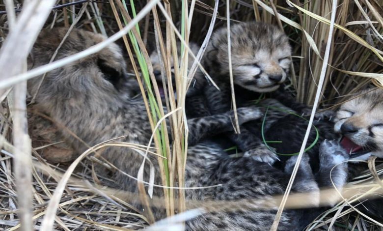 india nascono cuccioli ghepardo