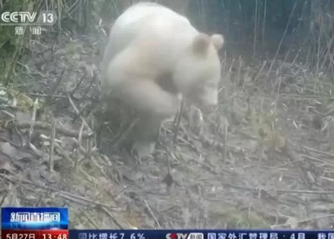 Cina panda bianco