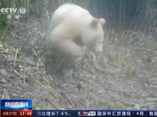 Cina panda bianco