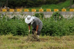 Afragola vietato lavorare ore calde