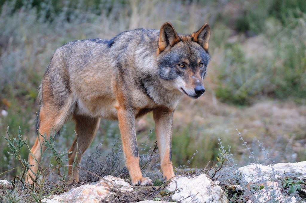 salerno sapri soccorre cane mare lupo