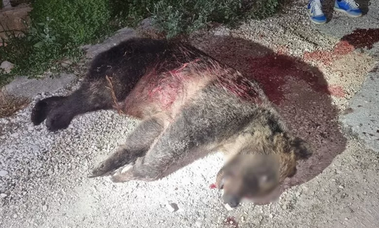 abruzzo-parco-nazionale-uccisa-orsa-amarena