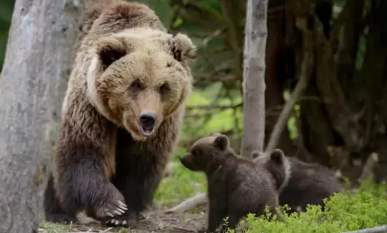 uccisa orsa amarena minacciato morte indagati