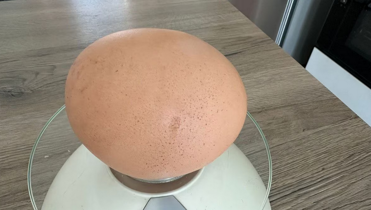 salento uovo gigante quanto pesa record