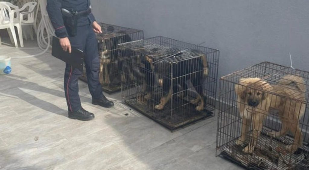 Castel Volturno denunciato maltrattamento animali