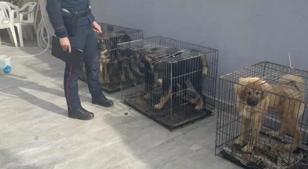 Castel Volturno denunciato maltrattamento animali
