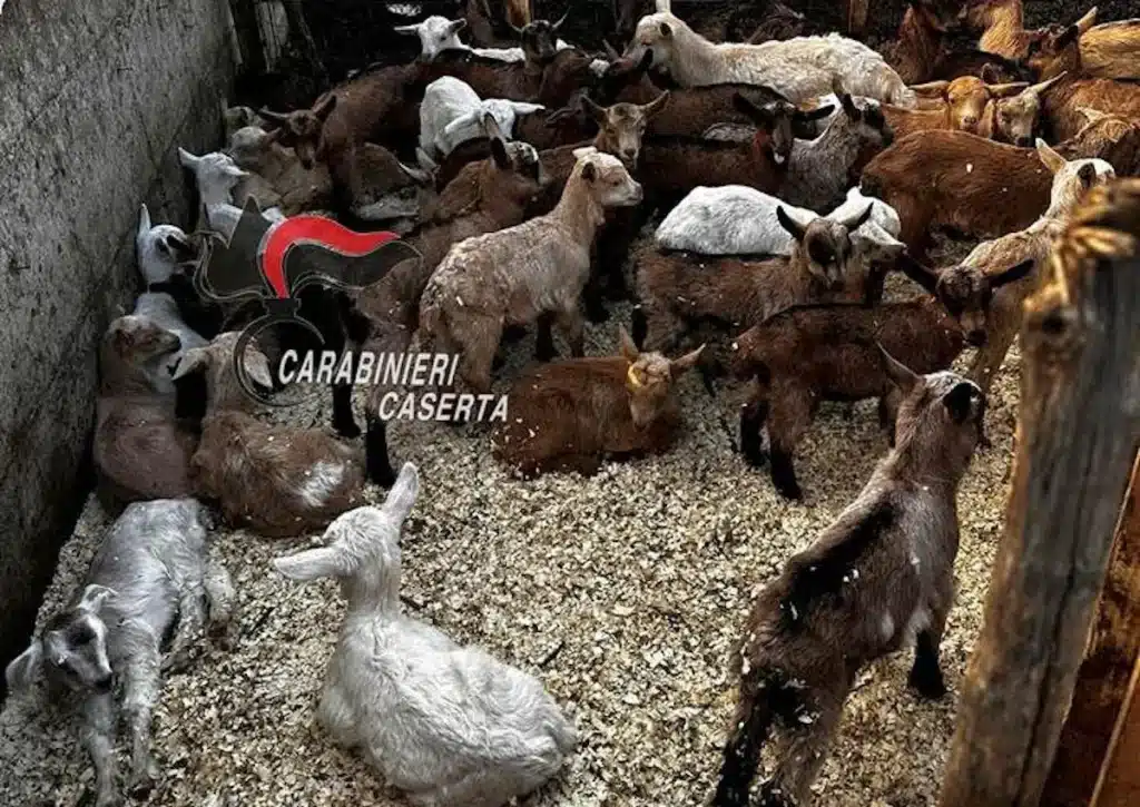 villa-literno-macellavano-capretti-clandestinamente