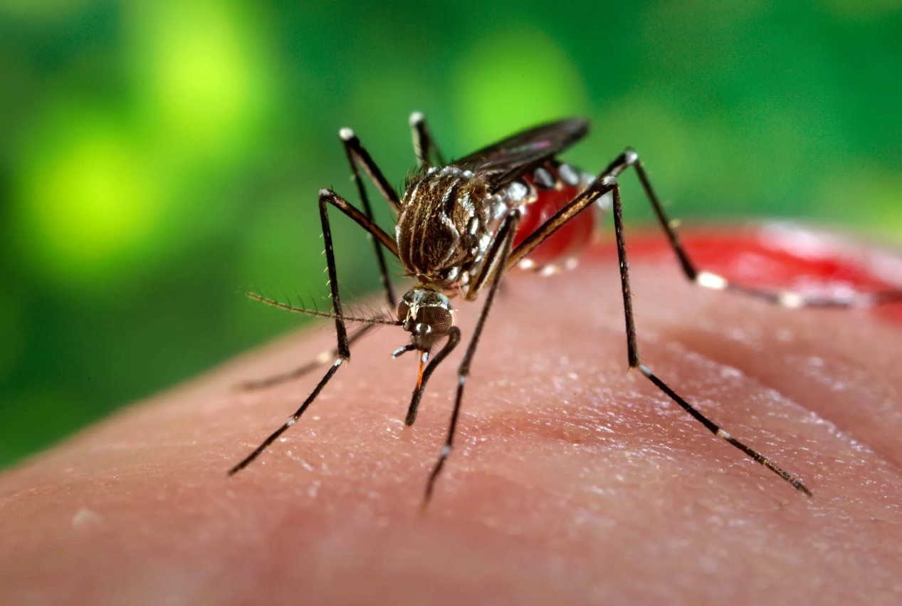 zanzara malaria italia