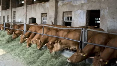 milano agricoltore ucciso mucca