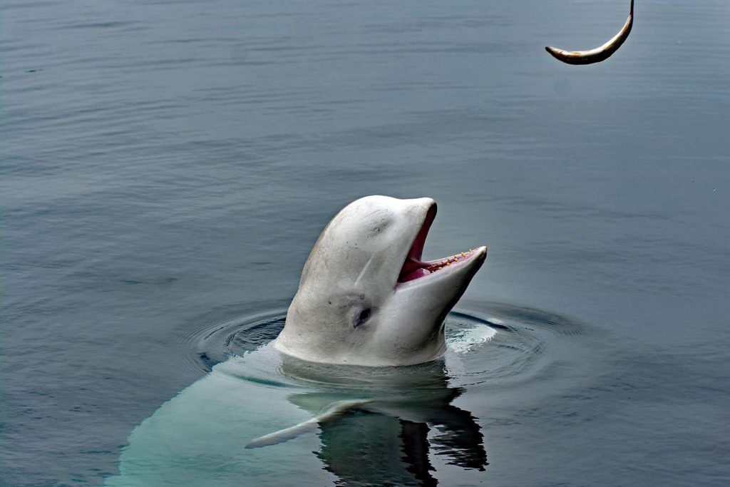 Trovata morta balena beluga