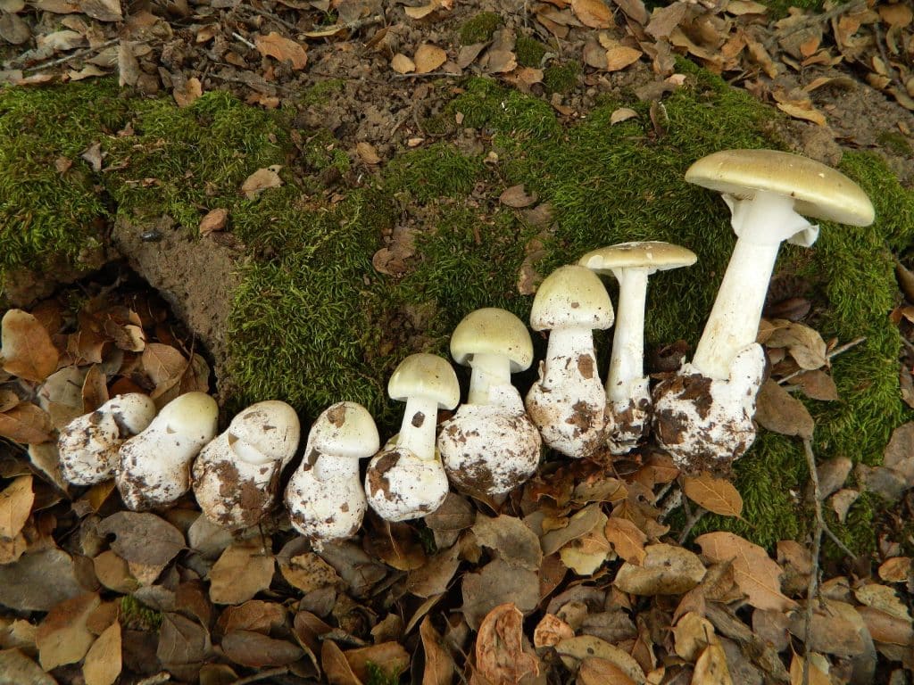 genova donna morta dopo mangiato funghi