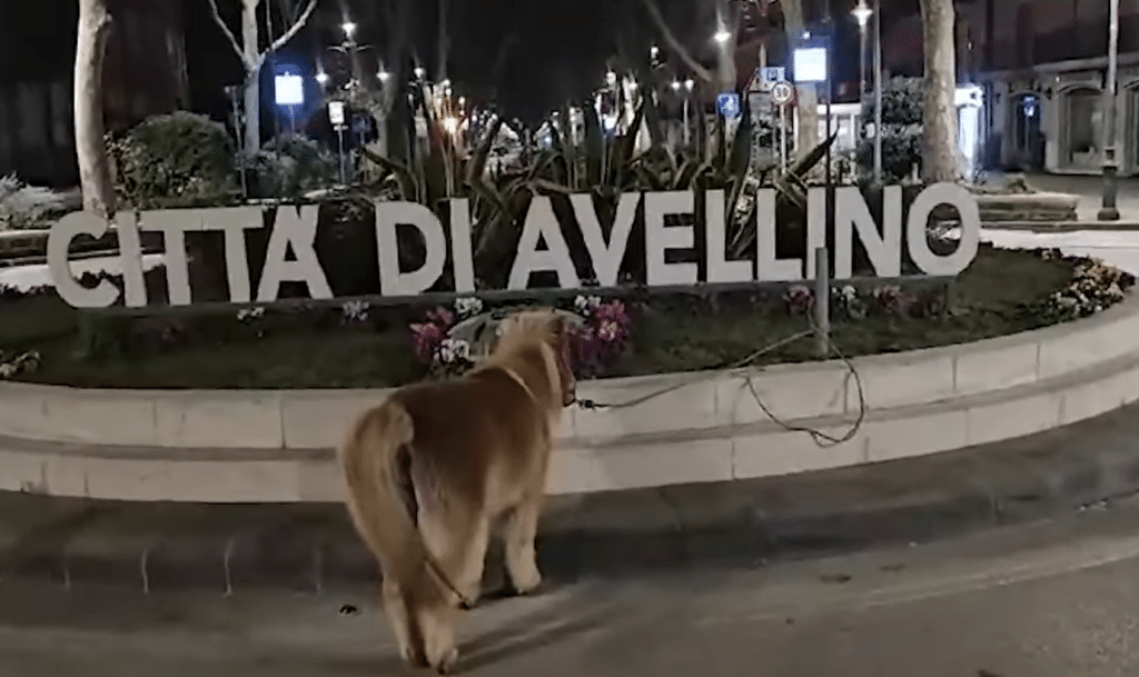 Avellino pony legati video
