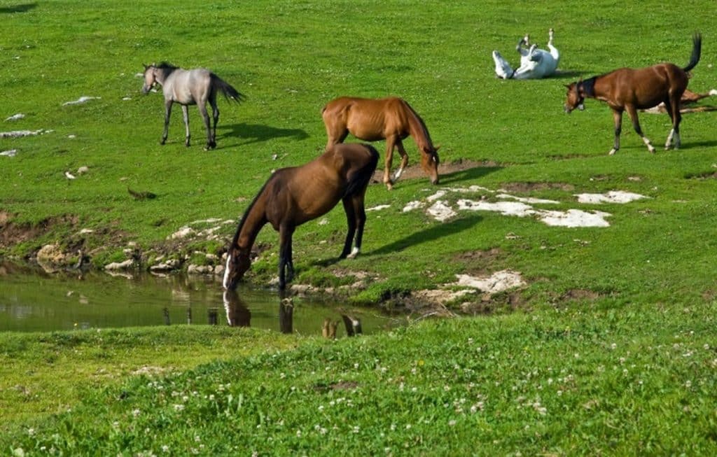 regione campania sospeso divieto pascolo equini parco regionale matese